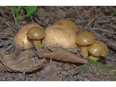 МИКОФИЛЫ