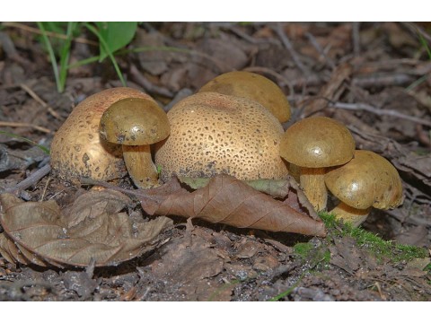 МИКОФИЛЫ