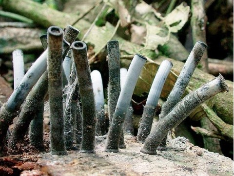 Грибы-окурки эквадорских лесов