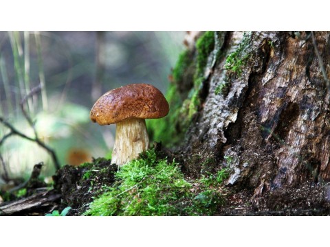 О МИКОРИЗЕ