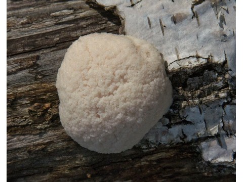 Любимое блюдо индейцев чероки.