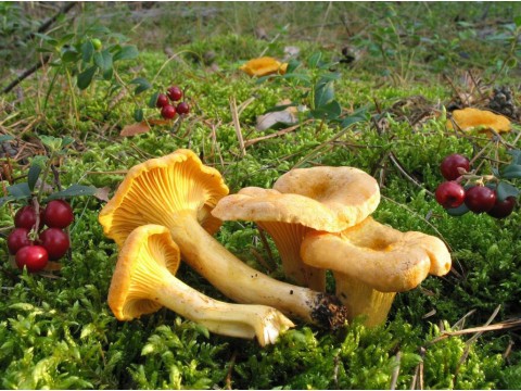 Лисичка – солнечное лекарство