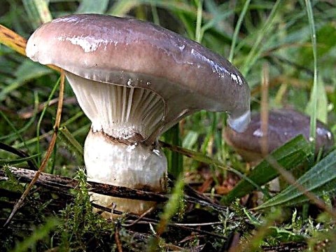 Мокруха – ежиковое и беличье лекарство