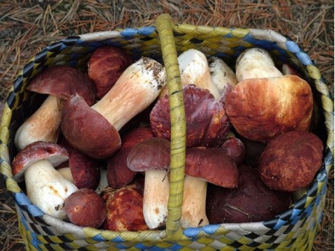 Славянская культура любви к грибам