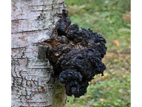 Как отличить ЧАГУ, КАП и СУВЕЛЬ на березе?