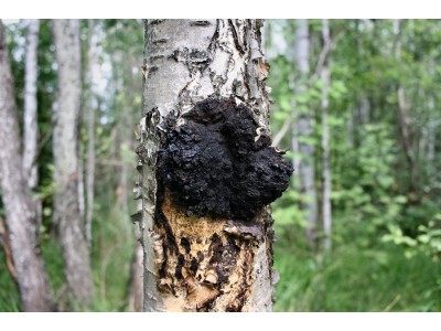 О раке Солженицына и чаге