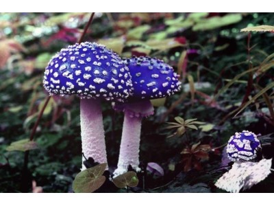 Микологи - люди трепетные и ранимые.