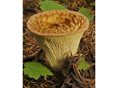 Американские родичи русской лисички