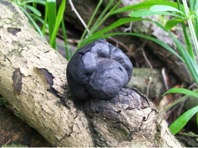 Daldinia concentrica