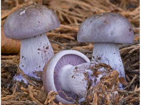 Фиолетовая рядовка (LEPISTA NUDA) или попросту - синичка