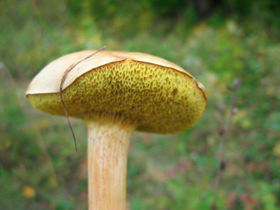 Гриб козляк (Suillus bovinus )- коровий хлеб