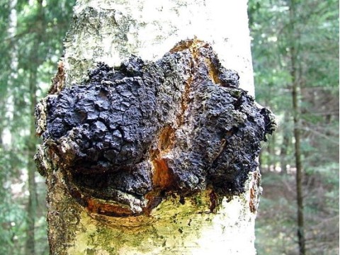Мифы о Чаге