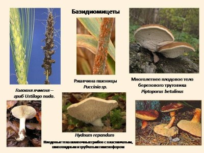 Немного о палеомикологии