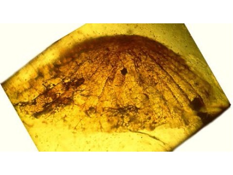 О янтарной портретной галерее грибов