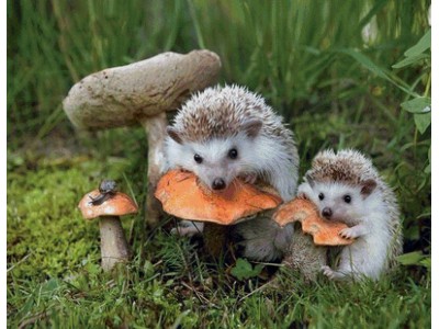 О СМОРЧКАХ. ..Лесные звери стареют точно так же, как и мы..