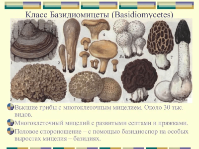 Почему одни грибы едим мы, а другие едят нас..