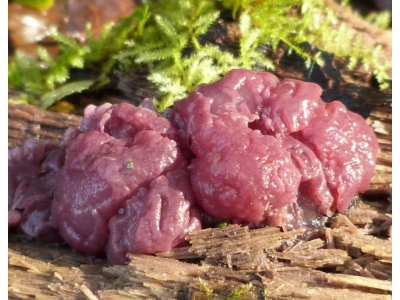 Гриб - "мясной пирог"