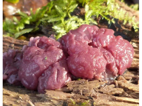 Гриб - "мясной пирог"