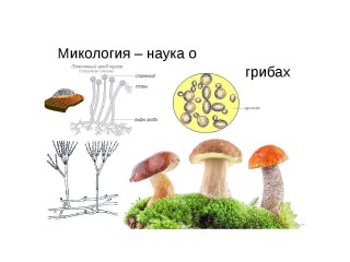 Мемориальная конференция по микологии
