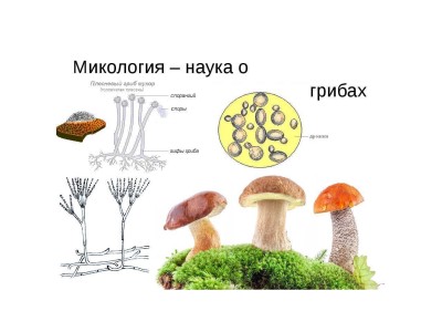 Мемориальная конференция по микологии