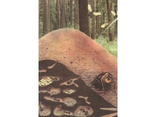 Формика - истории и загадки муравьиных яиц