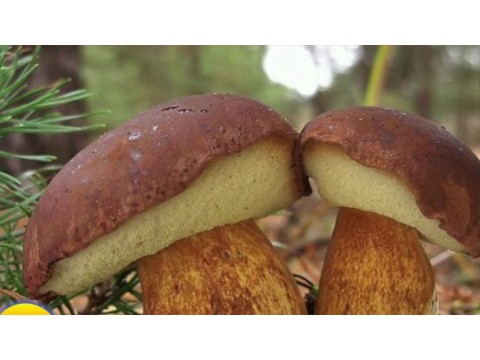 Польский гриб - лесной хамелеон