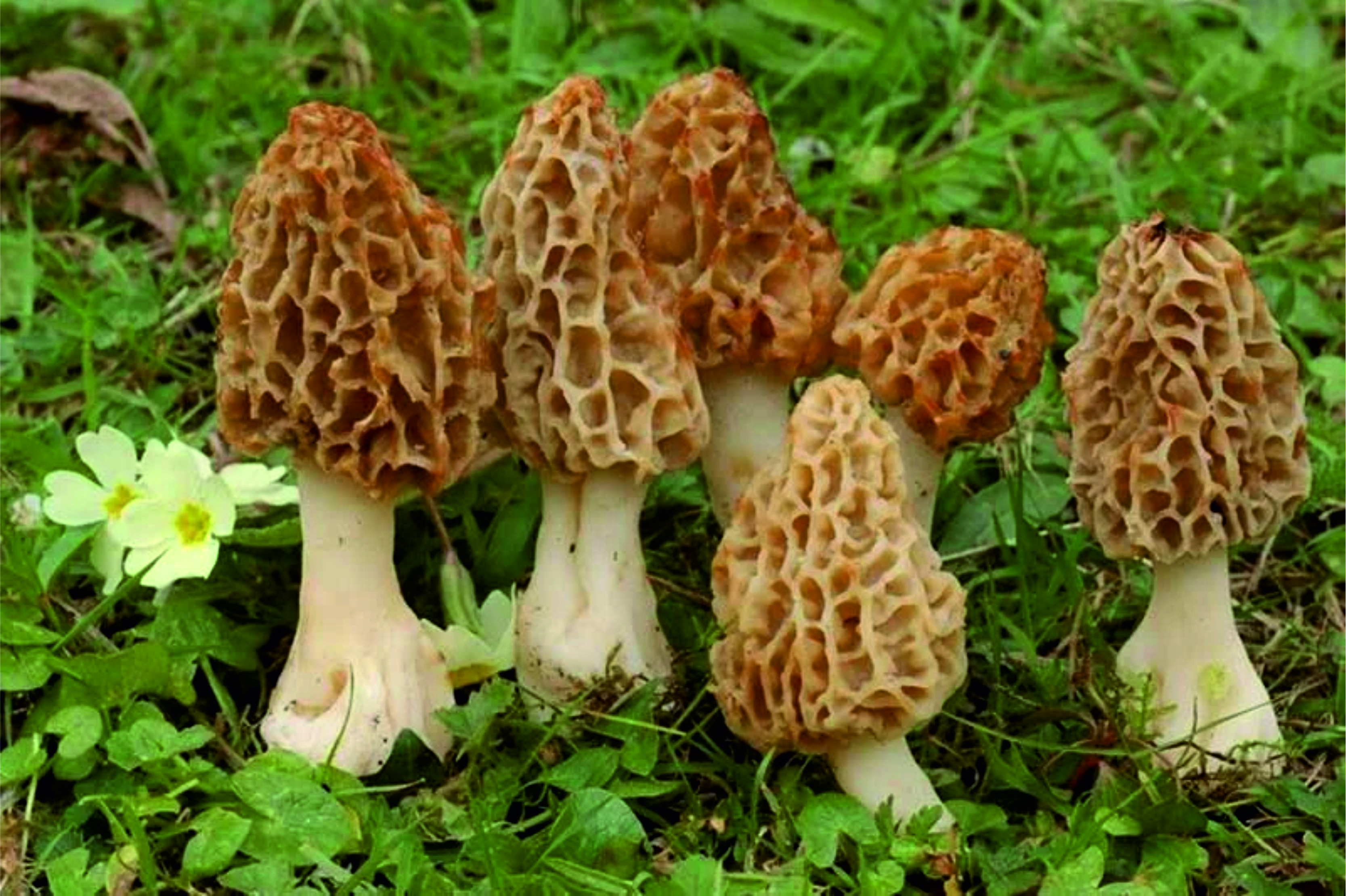 строчки грибы фото съедобные