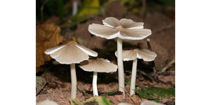 Термитные грибы Тайланда
