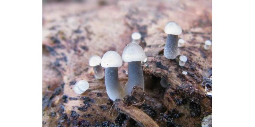 Влюбчивые грибы
