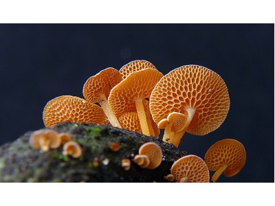 Первая моя  микологическая (грибная) экспедиция