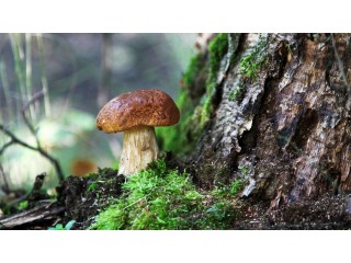 ЭКСПРЕСС - ПРОФИЛАКТИКА текущих вирусных заболеваний.