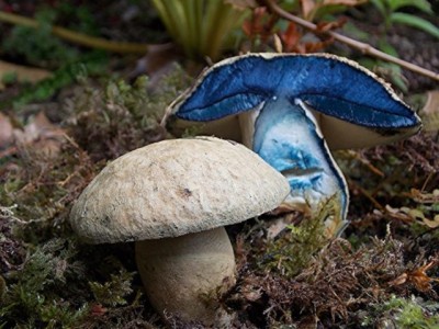 Без вины виноватый Гриб Синяк (Gyroporus cyanescens).