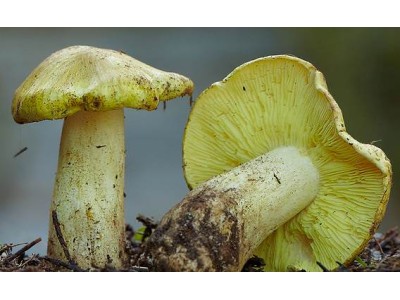 Гриб предзимья - зеленушка (Tricholoma equestre)