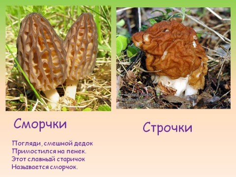 Как отличить сморчки от строчков.