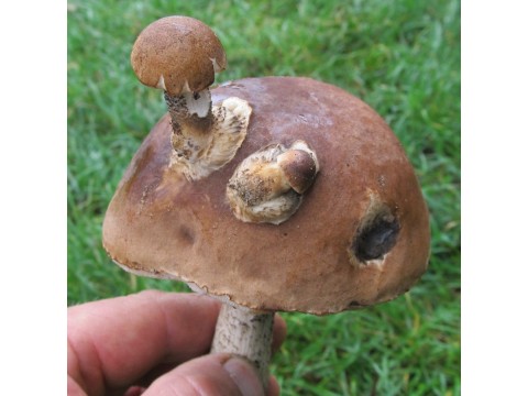 О грибных ресторанах