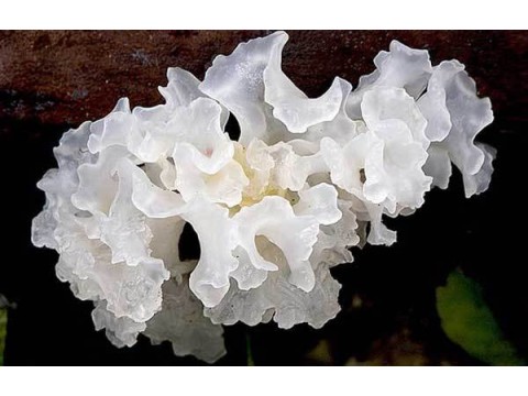 Грибное мороженое... или Снежный гриб.