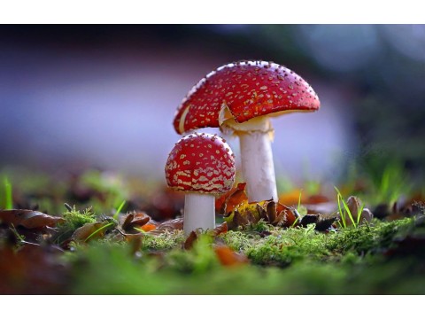 Реабилитация и облегчение состояний опорно-двигательной системы