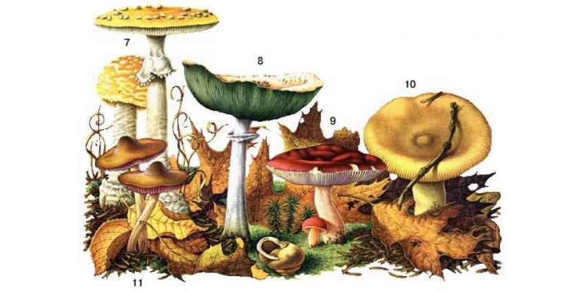 Почему грибы ядовитые?