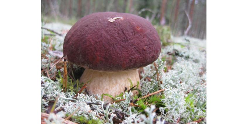 Какие грибы можно собирать в Адыгее