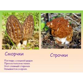 Как отличить сморчки от строчков.