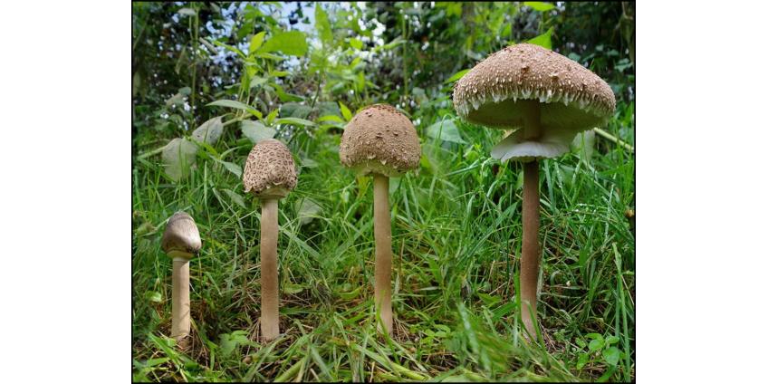 Как быстро растут грибы