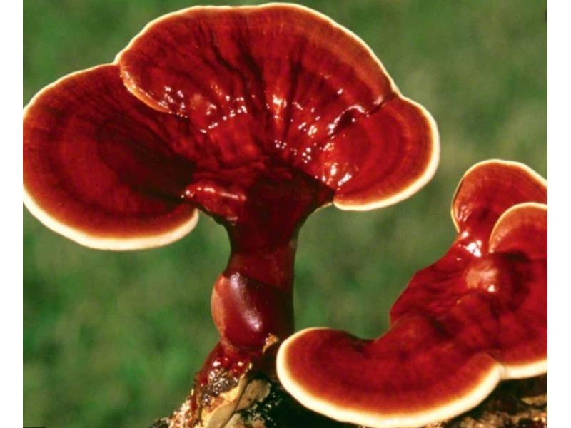  Физиологические основы здорового питания и роль грибов в сохранении здоровья желудочно-кишечного тракта. 