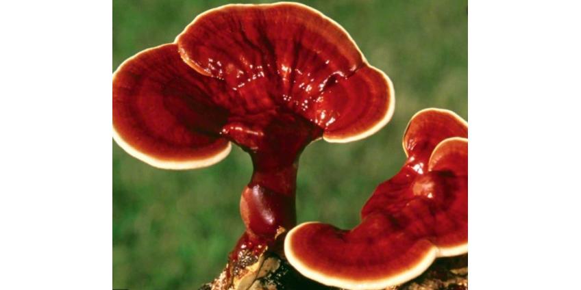  Физиологические основы здорового питания и роль грибов в сохранении здоровья желудочно-кишечного тракта. 