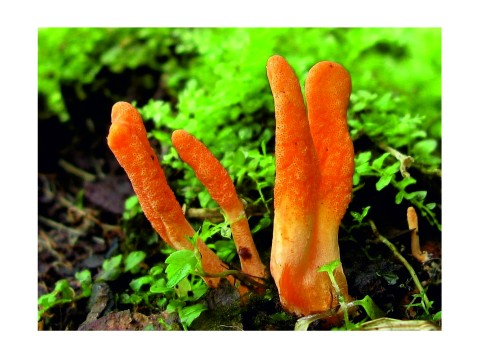 Кордицепс - гриб целитель-хищник