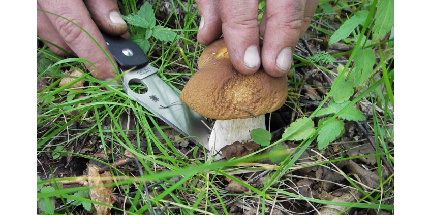  Резать грибы или выкручивать?