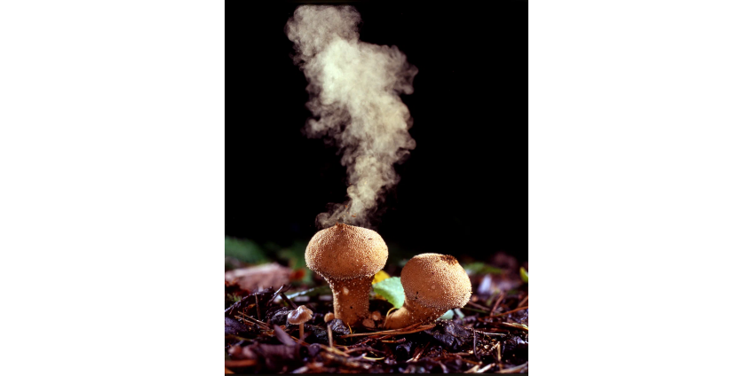 Жизнь-боль грибной споры