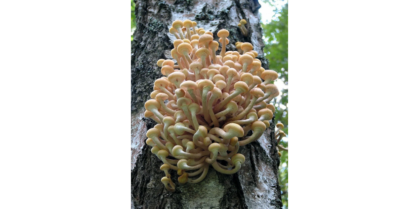 Какой лесной гриб можно вырастить на своем участке?