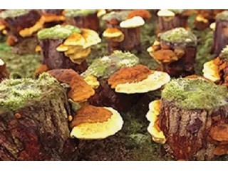 О больных суставах и грибах.