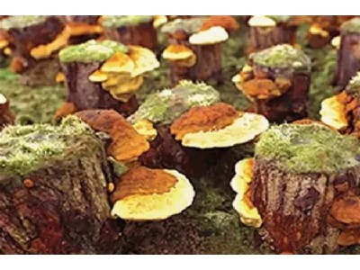 О больных суставах и грибах.