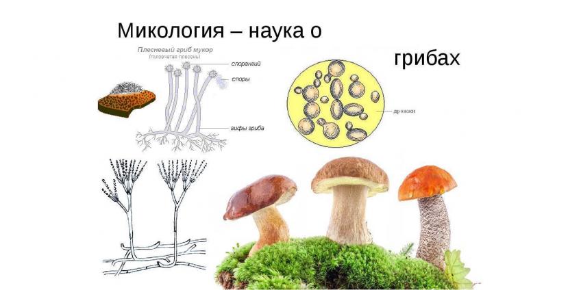 Мемориальная конференция по микологии